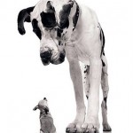 Big-vs-Small
